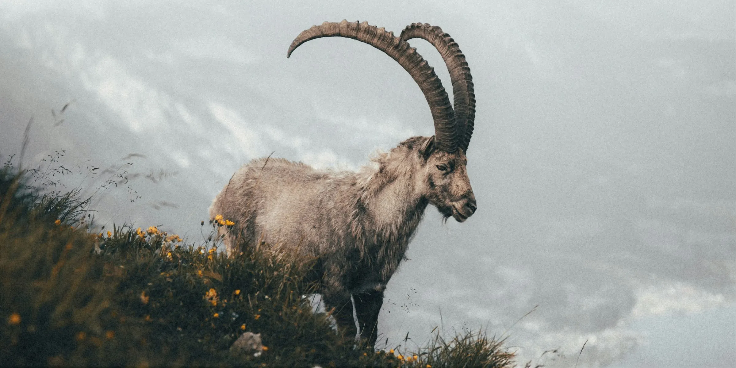 Wild Goat