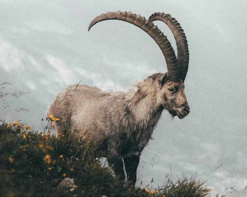 Wild Goat